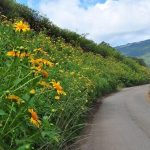 hoa dã quỳ Đà Lạt