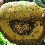 mật ong rừng U Minh