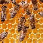 mật ong