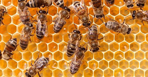 mật ong