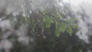 mưa ở đà lạt