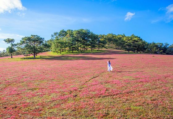 cỏ hồng - địa điểm chụp ảnh lãng mạn